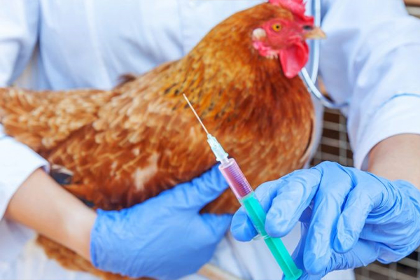 Бесплатная вакцинация птицы от болезни Ньюкасла пройдет в Каменецком районе в июле